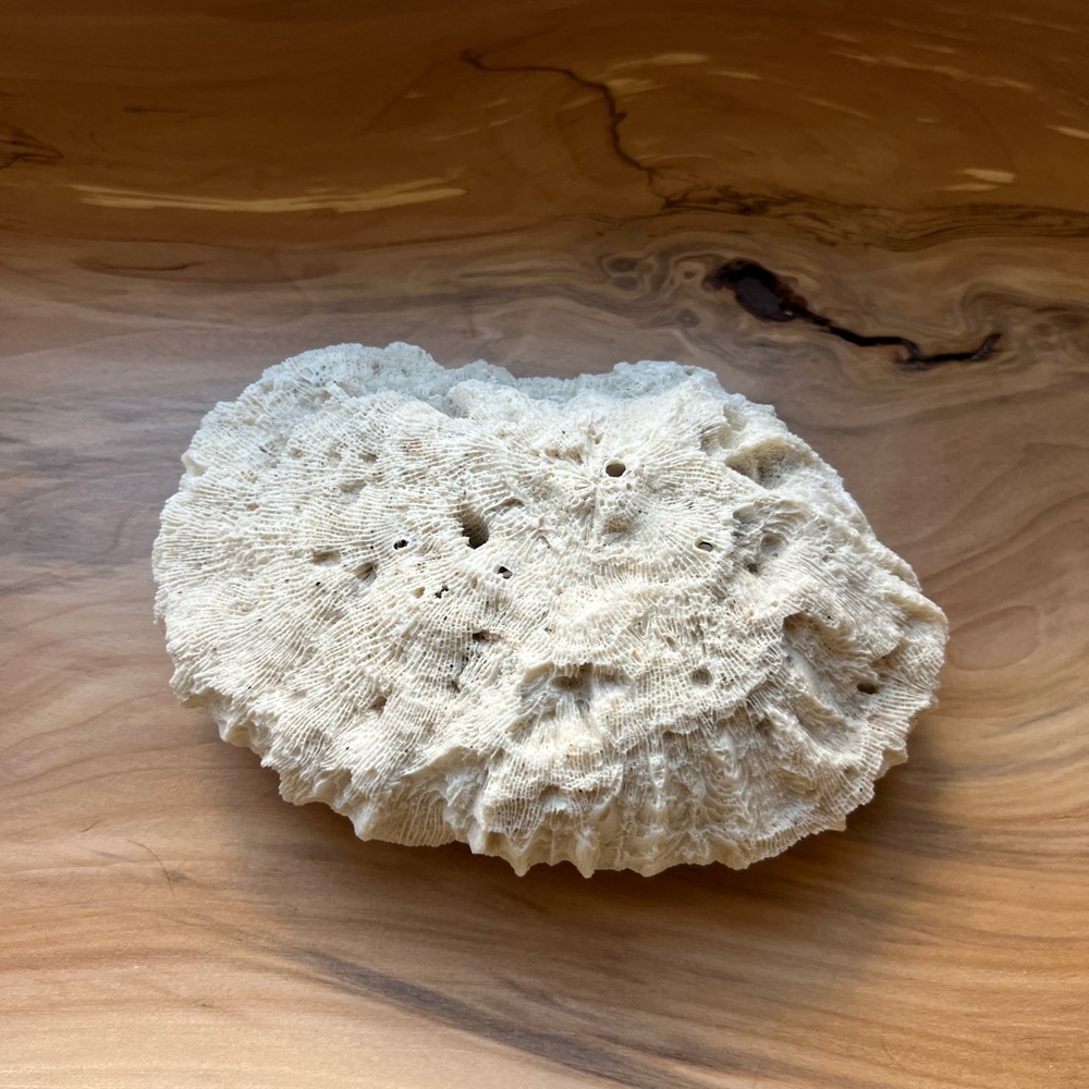 Natural White Brain Coral Specimen Beach Coastal Home Decor 7” - Picture 3 of 4